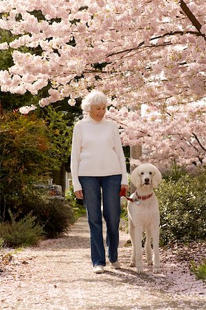 elderly walk - Senior woman walking dog Stock Photo - Premium Royalty-Free, Code: 673-02141060