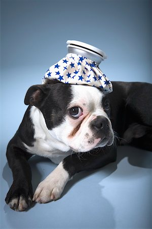 Portrait of dog with headache Foto de stock - Royalty Free Premium, Número: 673-02141090