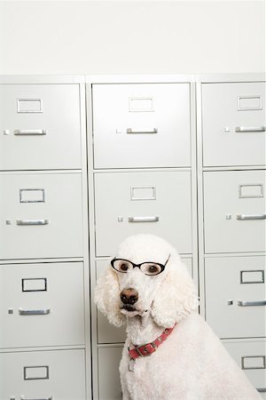 dog filing cabinet - Portrait of dog wearing glasses Stock Photo - Premium Royalty-Free, Code: 673-02141188