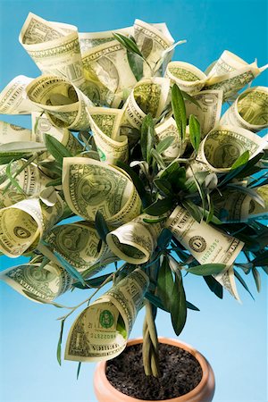 dollar grow - Close up of money tree Stock Photo - Premium Royalty-Free, Code: 673-02141349