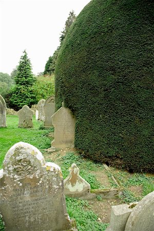 Finely trimmed hedges in graveyard, Cotswolds, United Kingdom Stock Photo - Premium Royalty-Free, Code: 673-02141844