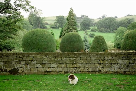 formschnitt - Hund ruht in der Nähe von Ziegelmauer, Cotswolds, Großbritannien Stockbilder - Premium RF Lizenzfrei, Bildnummer: 673-02141847