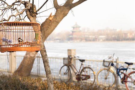 Birdcage hung in a tree, Beijing, China Stock Photo - Premium Royalty-Free, Code: 673-02142595
