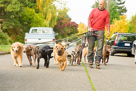 Man walking multiple dogs Foto de stock - Sin royalties Premium, Código: 673-02143476