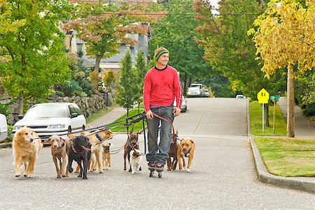 paseadora de perros - Man walking multiple dogs Foto de stock - Sin royalties Premium, Código: 673-02143477