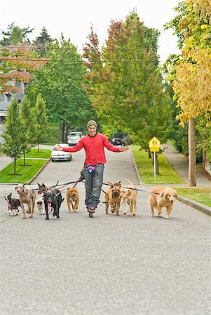 Man walking multiple dogs Foto de stock - Sin royalties Premium, Código: 673-02143478