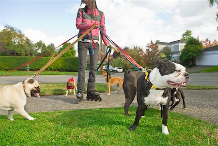 paseadora de perros - Asian woman on rollerblades walking dogs Foto de stock - Sin royalties Premium, Código: 673-02143483