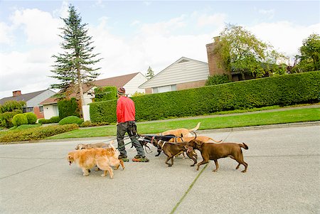 simsearch:673-02143490,k - Homme sur patins à roues alignées marcher les chiens Photographie de stock - Premium Libres de Droits, Code: 673-02143491