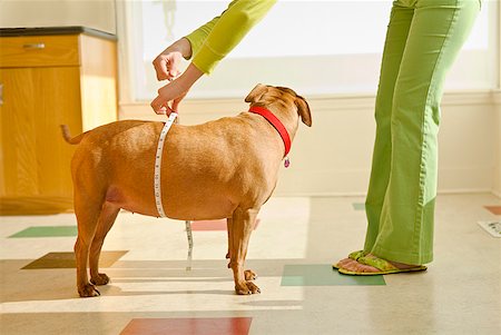 fat woman in kitchen - Woman measuring dog’s belly with tape measure Stock Photo - Premium Royalty-Free, Code: 673-02143742