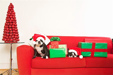 Dogs and Christmas gifts on sofa Foto de stock - Sin royalties Premium, Código: 673-02143801