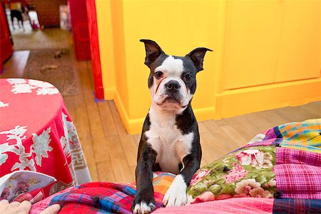 Dog with paws on bed Stock Photo - Premium Royalty-Free, Code: 673-02143916