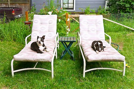 sleeping backyard - Dogs sitting on lounge chairs Stock Photo - Premium Royalty-Free, Code: 673-02143920