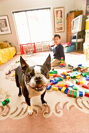 simsearch:673-02143801,k - Dog next to Asian boy playing with blocks Fotografie stock - Premium Royalty-Free, Codice: 673-02143943