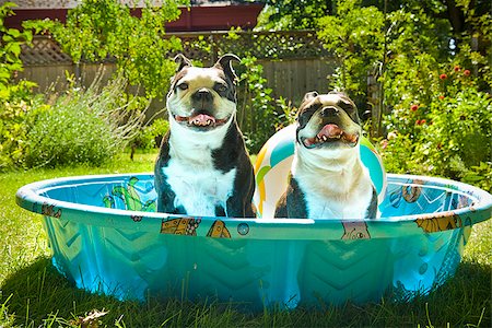 Deux Terriers de Boston haletant dans une piscine pour enfants Photographie de stock - Premium Libres de Droits, Code: 673-02386568