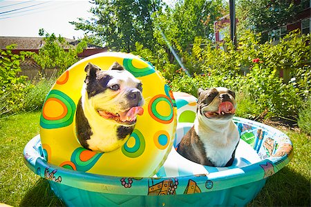 Deux Terriers de Boston avec anneaux de vie assis dans une piscine pour enfants Photographie de stock - Premium Libres de Droits, Code: 673-02386571