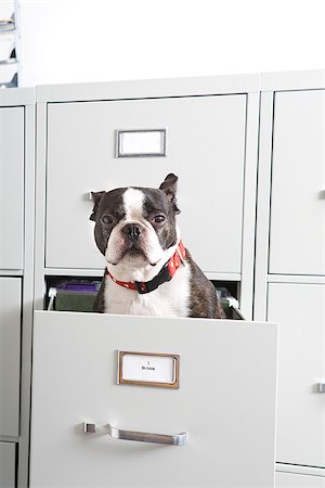 simsearch:673-02801357,k - Boston Terrier sitting in file drawer Foto de stock - Sin royalties Premium, Código: 673-02801356