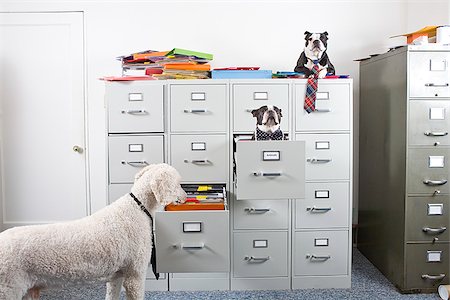 Poodle with two Boston Terriers sitting in and on top of file cabinet Foto de stock - Sin royalties Premium, Código: 673-02801367