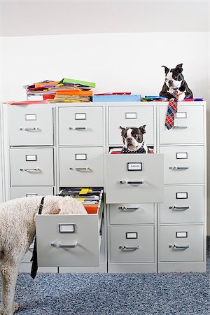 Poodle with two Boston Terriers sitting in and on top of file cabinet Stock Photo - Premium Royalty-Free, Code: 673-02801368