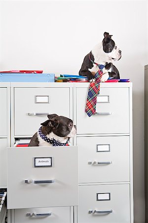 Two Boston Terriers sitting in and on top of file cabinet Stock Photo - Premium Royalty-Free, Code: 673-02801369