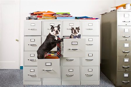 Two Boston Terriers in drawers of file cabinet Stock Photo - Premium Royalty-Free, Code: 673-02801376