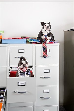 Two Boston Terriers sitting in and on top of file cabinet Fotografie stock - Premium Royalty-Free, Codice: 673-02801370