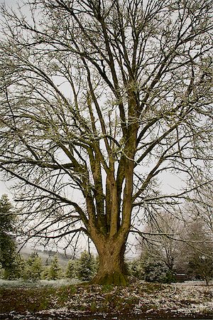 Tall tree in winter Stock Photo - Premium Royalty-Free, Code: 673-02801438