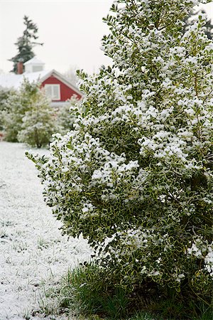 Holly tree with house in background Stock Photo - Premium Royalty-Free, Code: 673-02801442