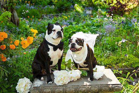 Boston terrier bride and groom Stock Photo - Premium Royalty-Free, Code: 673-03005497