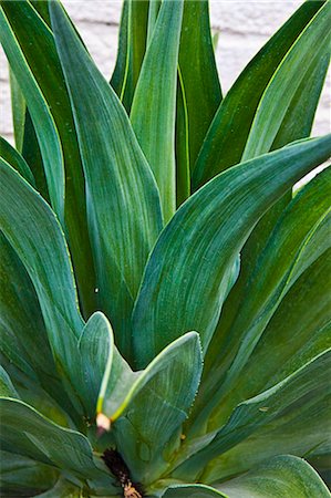 succulent - agave plant Stock Photo - Premium Royalty-Free, Code: 673-03623189