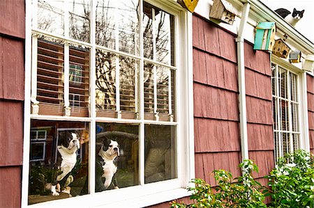 cat on roof of house Stock Photo - Premium Royalty-Free, Code: 673-03623299