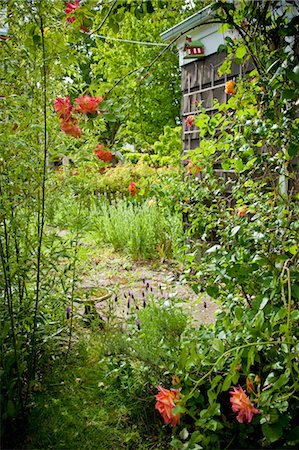 flowering trees and path - garden next to house Stock Photo - Premium Royalty-Free, Code: 673-03826359