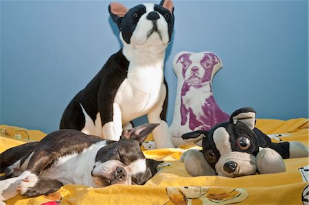 sleeping bed full body - dogs and toys on child's bed Stock Photo - Premium Royalty-Free, Code: 673-03826386