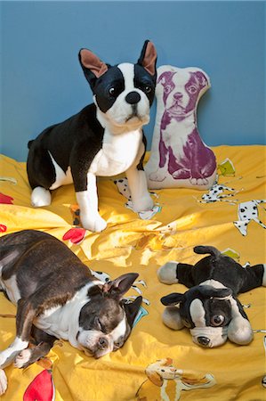 sleeping bed full body - les chiens et les jouets sur le lit de l'enfant Photographie de stock - Premium Libres de Droits, Code: 673-03826387