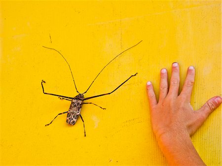Arlequin beetle ensuite à portée de main sur fond jaune, Mexique Photographie de stock - Premium Libres de Droits, Code: 673-03826539