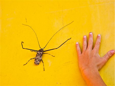 harlequin beetle next to hand on yellow background, mexico Stock Photo - Premium Royalty-Free, Code: 673-03826539