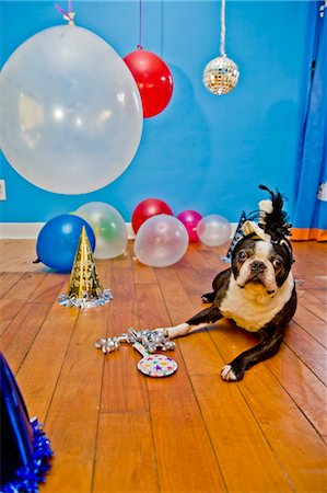 partybedarf - Hund in Partyhut mit Luftballons Stockbilder - Premium RF Lizenzfrei, Bildnummer: 673-03826584