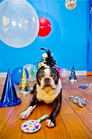 party in livingroom - dog in party hat with balloons Stock Photo - Premium Royalty-Free, Code: 673-03826586