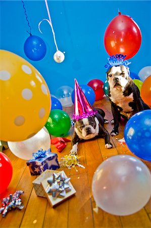 partybedarf - chiens dans des chapeaux de fête avec des ballons Photographie de stock - Premium Libres de Droits, Code: 673-03826598