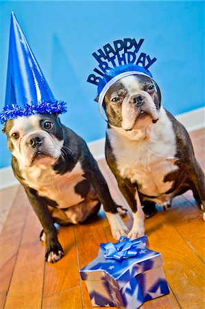 dogs in birthday party hats Fotografie stock - Premium Royalty-Free, Codice: 673-03826590