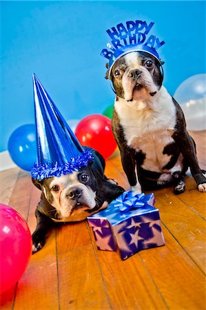 funny animals with birthday hat - dogs in birthday party hats Stock Photo - Premium Royalty-Free, Code: 673-03826591