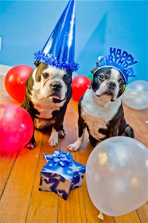 chiens en chapeaux de fête d'anniversaire Photographie de stock - Premium Libres de Droits, Code: 673-03826592