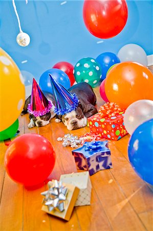 chiens dans des chapeaux de fête avec des ballons Photographie de stock - Premium Libres de Droits, Code: 673-03826604