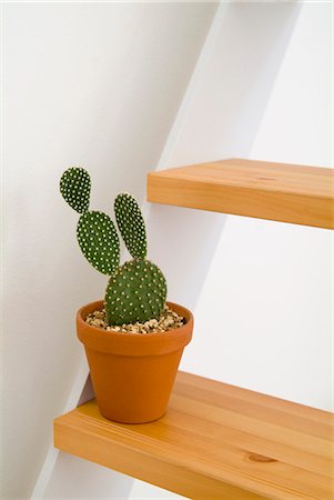 simsearch:685-02938245,k - Plante en pot de cactus sur escalier Photographie de stock - Premium Libres de Droits, Code: 685-02938256