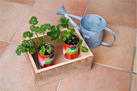 fragaria vesca - Plants in cans Foto de stock - Sin royalties Premium, Código: 685-02938336