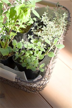 Kräuter-Pflanzen im Topf Stockbilder - Premium RF Lizenzfrei, Bildnummer: 685-02939149