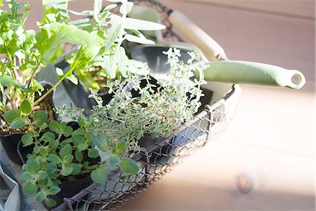 Herb plants in pot Stock Photo - Premium Royalty-Free, Code: 685-02939150