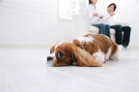 Young couple and cavalier king Charles spaniel Stock Photo - Premium Royalty-Free, Code: 685-02940225