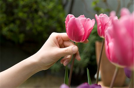 simsearch:685-02940184,k - Woman's hand touching tulip flower Foto de stock - Sin royalties Premium, Código: 685-02940611