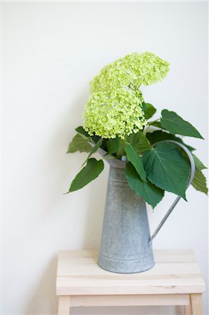 Hortensia Photographie de stock - Premium Libres de Droits, Code: 685-03082022