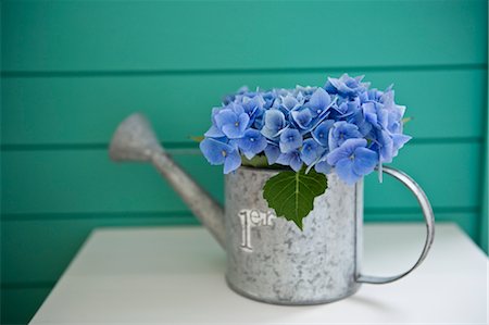 Hydrangea and watering can Stock Photo - Premium Royalty-Free, Code: 685-03082036
